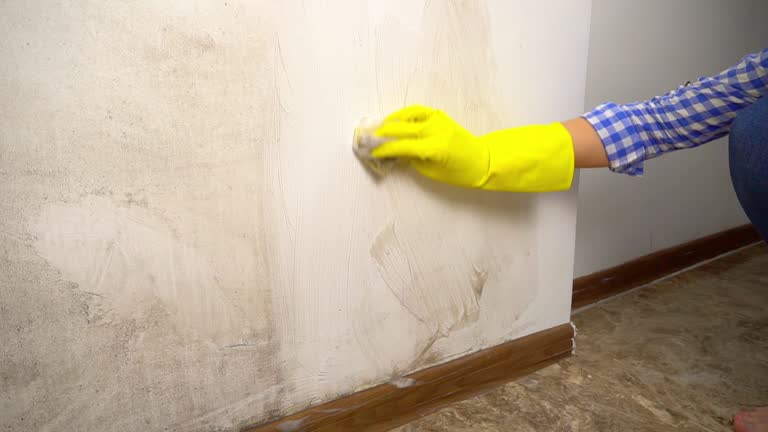 Best Mold Damage Restoration  in University Place, WA