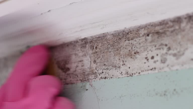 Best Asbestos and Lead Testing During Mold Inspection  in University Place, WA